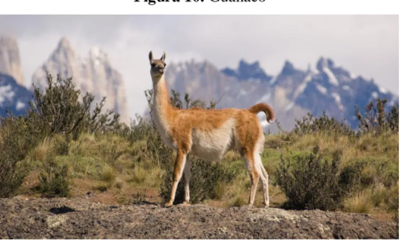 Figura 10. Guanaco 