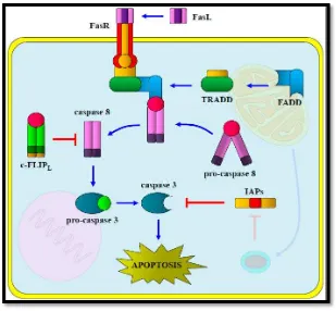 Figura  3 APOPTOSIS: Vía extrínseca, activación de receptores de muerte, caspasa 8 y 3