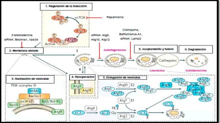 Figura 7: AUTOFAGIA: Mecanismos moleculares de regulación y etapas de la autofagia. Fuente: (Herrero, 2008)
