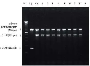 Figura 4. Especies de Campylobacter aisladas de muestras de ganado porcino. Fuente: El autor 