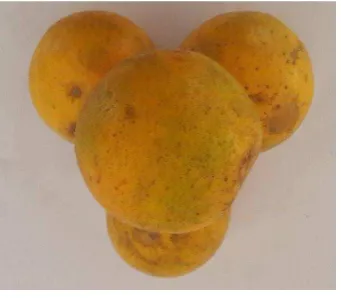 Figura 1. Naranja variedad Valencia 