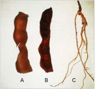 Figura 2: Subproducto de tamarindo (Tamarindus indica L.) A) cáscara;B) pulpa; C) venaFuente: La autora.