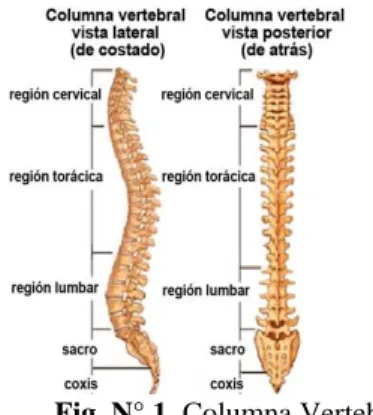 Fig. N° 2. Columna Cervical 