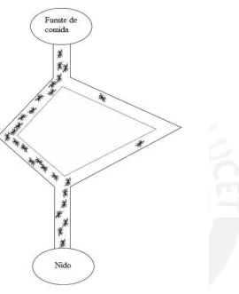 Fig. 7: Hormigas en busca de alimentoFuente:  Swarm intelligence [11]
