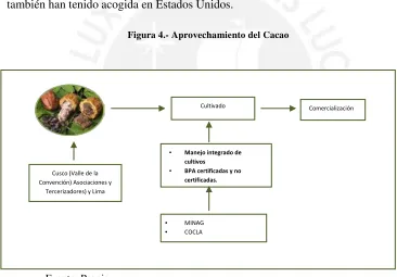 Figura 4.- Aprovechamiento del Cacao 