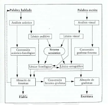 Figura 1. Modelo de los procesos que intervienen en el lenguaje, tanto oral como escrito