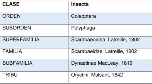Tabla 1 Clasificación taxonómica Tribu Oryctini. 
