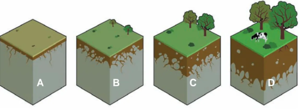 Figura 4 .  Formación del suelo. a) La roca madre; b) Inicio de la meteorización  de la  roca madre; c) Formación de gravas por meteorización  de la roca madre y  mulch por la  producción de materia orgánica;  d) Formación del material  llamado suelo, en e