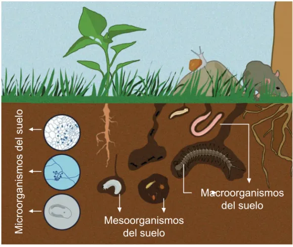 Figura 5.  Micro, meso y macroorganismos del suelo.                    Fuente: UNIMINUTO, 2015