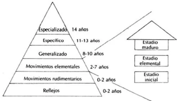 Figura 8. Los tres estadios de la progresión del desarrollo de los patrones motores elementales  de Mc Clenaghan y Gallahue 1985.