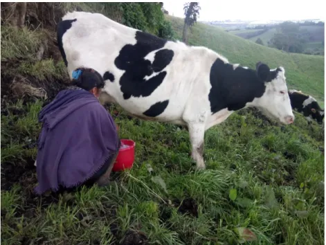 Figura 2. Extracción de Leche – Vereda La Esperanza 