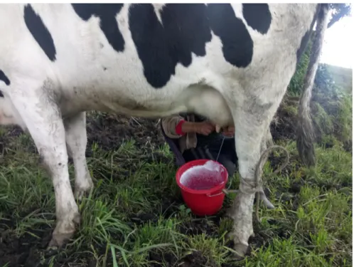 Figura 3. Extracción de Leche – Vereda La Esperanza 