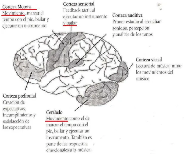 Ilustración 4. Cerebro y Movimiento