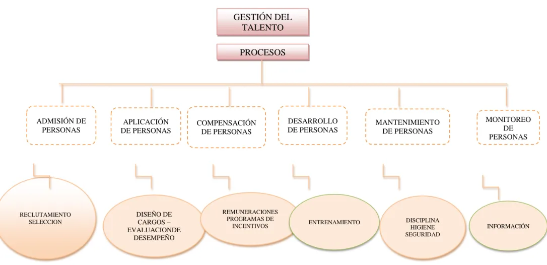 Gráfico 1 Proceso de la Gestión del Talento Humano. 
