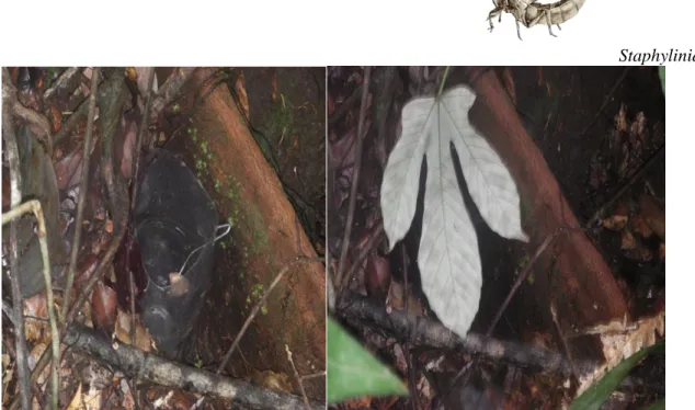 Figura 5. Trampas de caída utilizada para colectar insectos. Foto tomada por la  autora