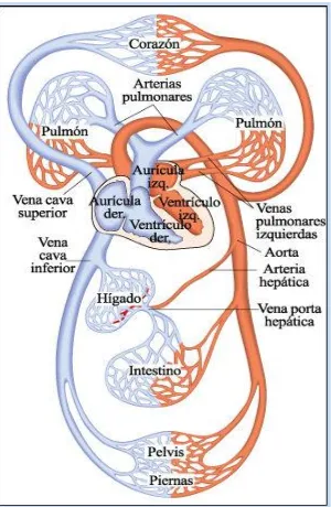 Figura 2. Circulación pulmonar y sistémica 