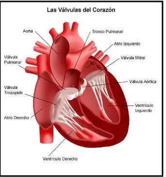 Figura 3. Válvulas cardiacas 