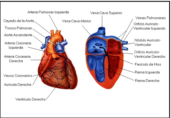 Figura 4. Cavidades cardiacas 