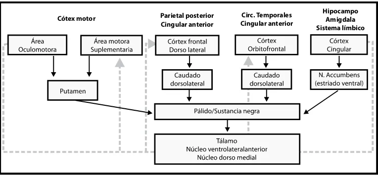 Figura 1: Conectividad de los núcleos basales (tomado de Barquero-Jiménez, y Gómez-Tortosa, 2001)