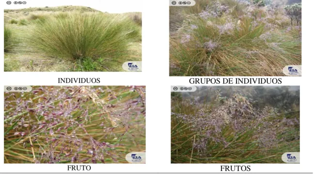 Figura 2: Herbazal de Páramo Fuente: Catálogo virtual de flora de Alta Montaña por UEIA (2017) 