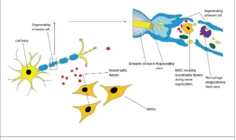 Figura 4. Interacción potencial de las células madre derivadas de tejido adiposo y 