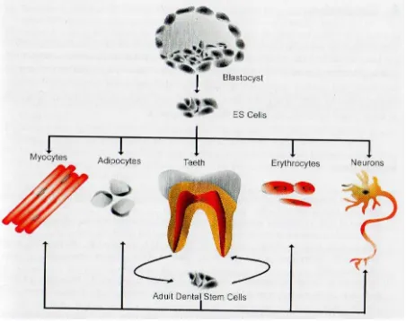 Figura 5. Potencial de diferenciación de las células madre dentales adultos. Las 