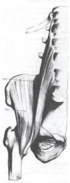 Fig. 7- Músculos del grupo anterior. 