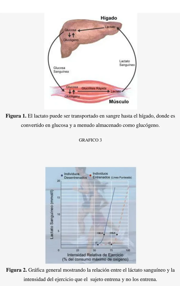 Figura 2. Gráfica general mostrando la relación entre el láctato sanguíneo y la  intensidad del ejercicio que el  sujeto entrena y no los entrena