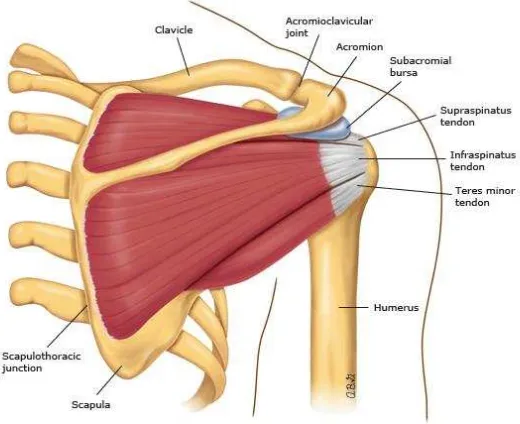Figura 4: Vista posterior de la Anatomía del hombro. (2014). Recuperado de http://www.uptodate.com/contents/image?imageKey=RHEUM%2F72709~EM%2F54102~EM%2F69995&topicKey=EM%2F238&source=see_link 
