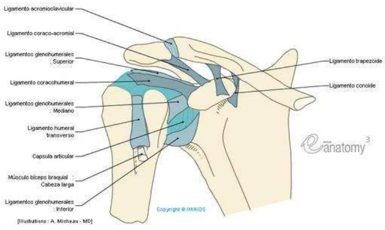 Figura 5: Micheau,A; Hoa, D. (2009). Articulación del hombro; articulación glenohumeral - Cintura escapular - Anatomía Humana