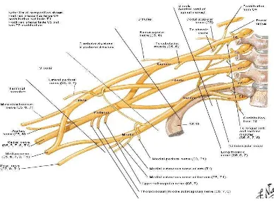 Figura 6: Netter, F. (2011).  Plexo braquial. Recuperado de http://anatomiaparatodosucsg.blogspot.com/2013/02/inervacion-superior-plexo-braquial.html  