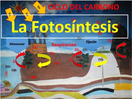 Figura 3: Se observa los diferentes procesos que ocurren dentro del ciclo del carbono como  lo es la fotosíntesis, fijación y respiración entre otros, realizado por las autoras Andrade y   Rojas (2016)