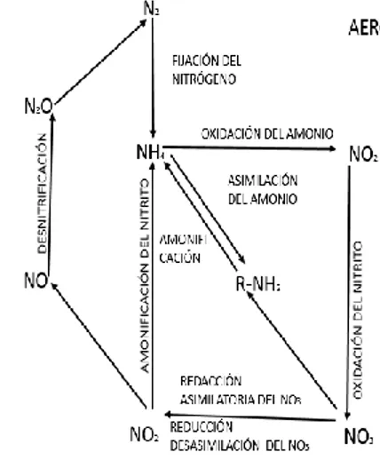 Figura  5: se muestran los procesos anaerobios y aerobios del ciclo del nitrógeno 
