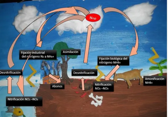 Figura  6: se  observa  todos  los  procesos que  intervienen  en  el  ciclo  del  nitrógeno  y    los  organismos que allí participan, y las flechas indican el orden en que suceden, en cada uno  de los diferentes ambientes realizado por las autores Andrad