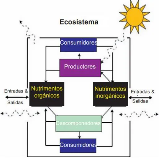Figura 4. Funcionamiento básico de un ecosistema. Aquí se evidencian las entradas y salídas de energía del  ecosistema y el flujo que se da entre los organismos en los distintos niveles tróficos (Naeem et al., 1999, p.6)