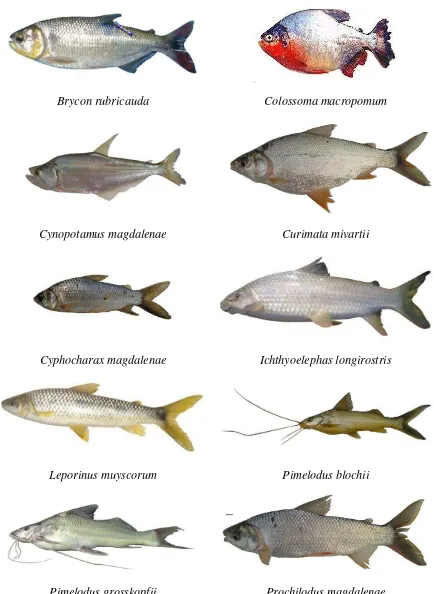 Figure 4. Potamodromous speciesseasons (August 2010, February 2011, August 2011 and February 2012)