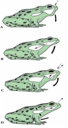 Figura 1: Intercambio gaseoso en una rana. (Hickman, 2002) 