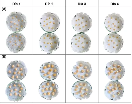 Figura 5. Prueba germinativa para (A) Lenteja y (B) Garbanzo. Imágenes obtenidas por el autor del trabajo de investigación en el grupo GEMCA de la Universidad de Antioquia