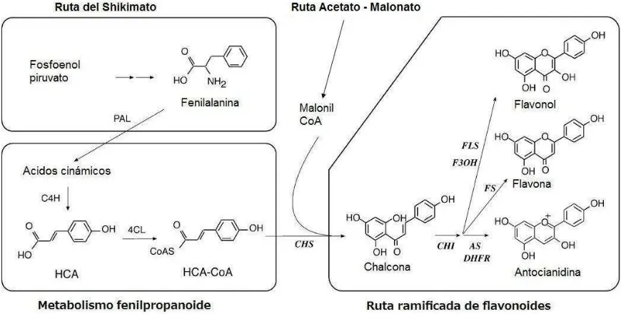 Figura 2. Ruta biosintética de flavonoides. Modificado de Sakihama y Col. (2002) [14]