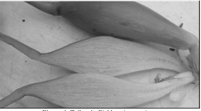 Figura 2. Micrografías SEM del material triturado, corte transversal: A) 1 mm B) 50 m  