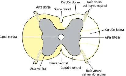 Figura 3. Cordones o funículos blancos de la médula espinal. Reciben el adjetivo de blancos por el predominio de axones mielinizados