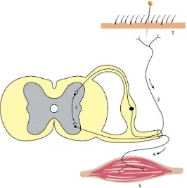 Figura 5.  Arco reflejo. 1) Receptor (nociceptor), 2) fibra aferente, 3) sinapsis (incluye, en este caso, una interneurona), 4) fibra eferente y 5) efector (músculo en este ejemplo) (Ve� e�pli�a�ió� e� el título �‘eflejos � dolo���