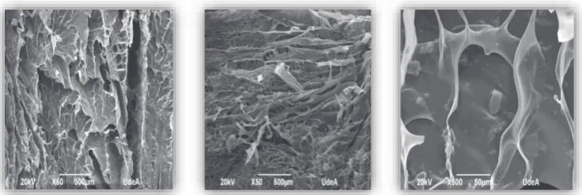 Figure 3 SEM micrographs of CH/BGi scaffoldFigure 3 SEM micrographs of CH/BGi scaffold
