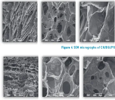 Figure 4 SEM micrographs of CH/BGi/PVA scaffold