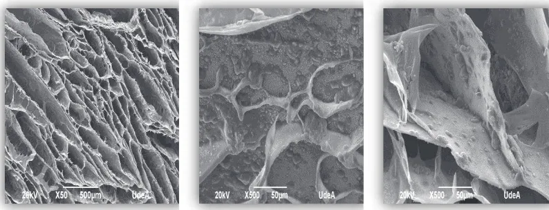 Figure 6 SEM micrographs of CH/BGp scaffoldFigure 6 SEM micrographs of CH/BGp scaffold