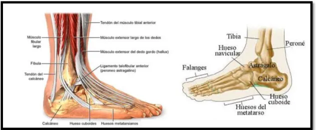 Figura  1. Anatomía del Tobillo 