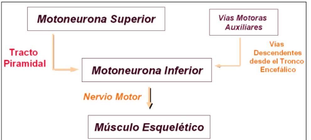 Fig. 6: Vía Piramidal, esquema funcional. 