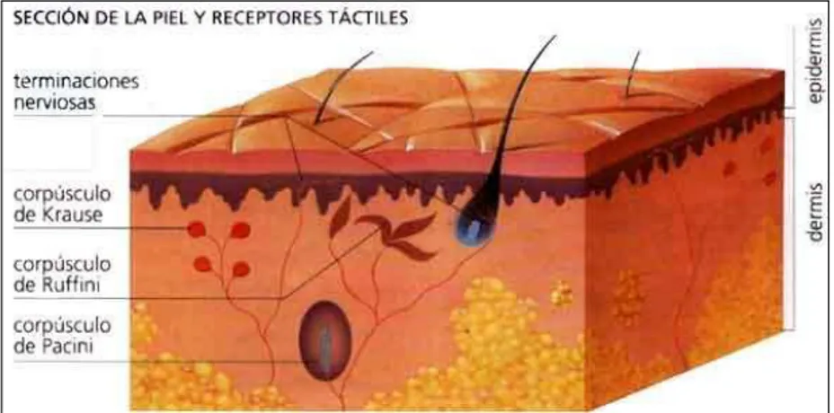 Fig. 9: Receptores táctiles 