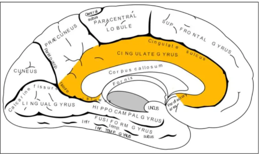 Fig.  23:  Corte  medial  sagital  de  un  cerebro  humano,  el  área  señalada 