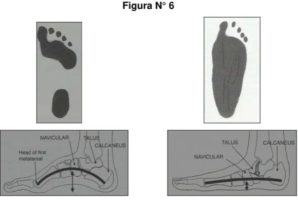 Figura N° 7 